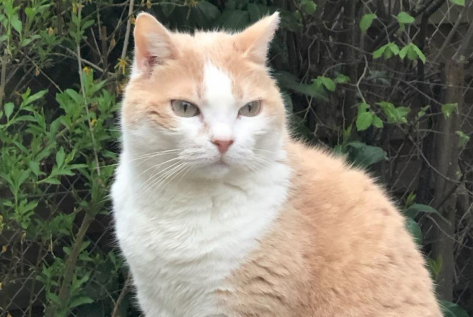 Vermisstmeldung Katze Weiblich , 11 jahre Montceau-les-Mines Frankreich